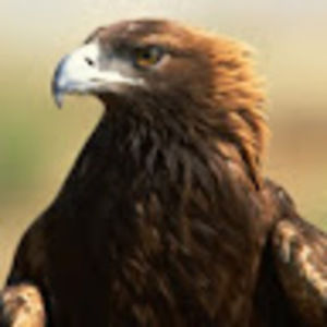 Meet your Posher, Freeebirdx13